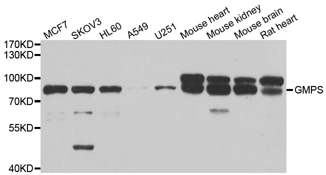 GMPS / GMP Synthase Antibody - Western blot analysis of extracts of various cell lines.