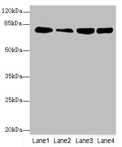 GMPS / GMP Synthase Antibody - Western blot All Lanes: GMPSantibody at 2.69ug/ml Lane 1 : Mouse gonadal tissue Lane 2 : Hela whole cell lysate Lane 3 : HL60 whole cell lysate Lane 4 : MCF7 whole cell lysate Secondary Goat polyclonal to Rabbit IgG at 1/10000 dilution Predicted band size: 77,66 kDa Observed band size: 77 kDa