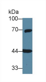 GNA11 Antibody - Western Blot; Sample: Rat Cerebrum lysate; Primary Ab: 1µg/ml Rabbit Anti-Human GNa11 Antibody Second Ab: 0.2µg/mL HRP-Linked Caprine Anti-Rabbit IgG Polyclonal Antibody