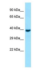 GNA11 Antibody - GNA11 antibody Western Blot of Fetal Brain.  This image was taken for the unconjugated form of this product. Other forms have not been tested.