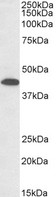 GNA12 Antibody - Antibody (0.3µg/ml) staining of Mouse Heart lysate (35µg protein in RIPA buffer). Primary incubation was 1 hour. Detected by chemiluminescence.
