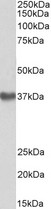 GNA12 Antibody - Antibody (1µg/ml) staining of Human Placenta lysate (35µg protein in RIPA buffer). Primary incubation was 1 hour. Detected by chemiluminescence.
