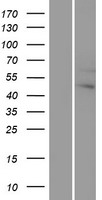GNA12 Protein - Western validation with an anti-DDK antibody * L: Control HEK293 lysate R: Over-expression lysate