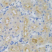 GNA13 Antibody - Immunohistochemistry of paraffin-embedded mouse kidney tissue.