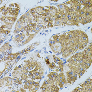GNA13 Antibody - Immunohistochemistry of paraffin-embedded human stomach tissue.