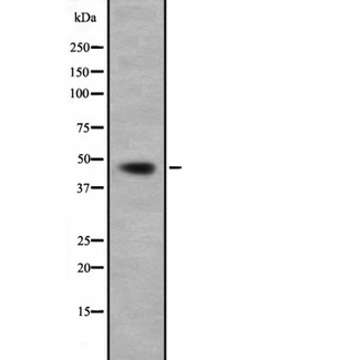 GNA13 Antibody - Western blot analysis of GNA13 expression in HepG2 cells lysate. The lane on the left is treated with the antigen-specific peptide.
