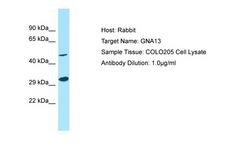 GNA13 Antibody -  This image was taken for the unconjugated form of this product. Other forms have not been tested.