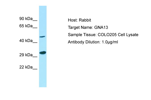 GNA13 Antibody -  This image was taken for the unconjugated form of this product. Other forms have not been tested.