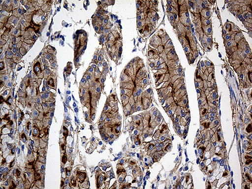 GNA14 Antibody - Immunohistochemical staining of paraffin-embedded Human gastric tissue within the normal limits using anti-GNA14 mouse monoclonal antibody. (Heat-induced epitope retrieval by 1mM EDTA in 10mM Tris buffer. (pH8.5) at 120°C for 3 min. (1:500)