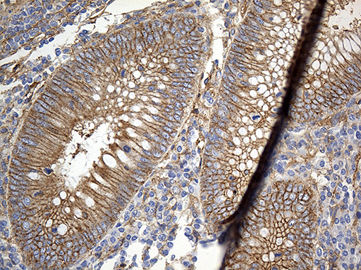 GNA14 Antibody - Immunohistochemical staining of paraffin-embedded Human appendix tissue within the normal limits using anti-GNA14 mouse monoclonal antibody. (Heat-induced epitope retrieval by 1mM EDTA in 10mM Tris buffer. (pH8.5) at 120°C for 3 min. (1:500)