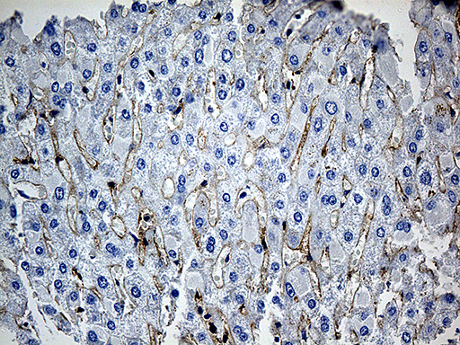 GNA14 Antibody - Immunohistochemical staining of paraffin-embedded Human liver tissue within the normal limits using anti-GNA14 mouse monoclonal antibody. (Heat-induced epitope retrieval by 1mM EDTA in 10mM Tris buffer. (pH8.5) at 120°C for 3 min. (1:500)