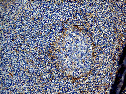 GNA14 Antibody - Immunohistochemical staining of paraffin-embedded Human tonsil within the normal limits using anti-GNA14 mouse monoclonal antibody. (Heat-induced epitope retrieval by 1mM EDTA in 10mM Tris buffer. (pH8.5) at 120°C for 3 min. (1:500)