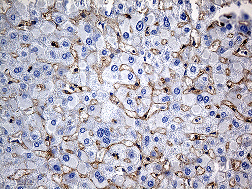 GNA14 Antibody - Immunohistochemical staining of paraffin-embedded Human liver tissue within the normal limits using anti-GNA14 mouse monoclonal antibody. (Heat-induced epitope retrieval by 1mM EDTA in 10mM Tris buffer. (pH8.5) at 120°C for 3 min. (1:500)