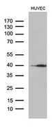 GNA14 Antibody - Western blot analysis of extracts. (35ug) from HUVEC cell line by using anti-GNA14 monoclonal antibody. (1:500)
