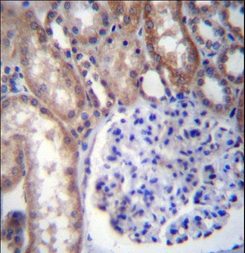 GNA14 Antibody - GNA14 Antibody immunohistochemistry of formalin-fixed and paraffin-embedded human kidney tissue followed by peroxidase-conjugated secondary antibody and DAB staining.