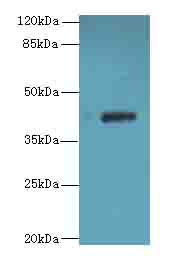 GNA14 Antibody - Western blot. All lanes: GNA14 antibody at 3 ug/ml+Mos- lung tissue Goat polyclonal to rabbit at 1:10000 dilution. Predicted band size: 42 kDa. Observed band size: 42 kDa.