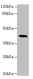 GNA14 Antibody - Western blot All lanes: GNA14 antibody at 3µg/ml + Mouse lung tissue Secondary Goat polyclonal to rabbit IgG at 1/10000 dilution Predicted band size: 42 kDa Observed band size: 42 kDa