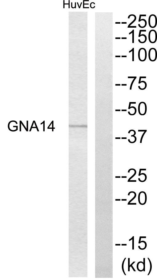 GNA14 Antibody - Western blot analysis of extracts from HuvEc cells, using GNA14 antibody.