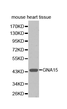 GNA15 Antibody - Western blot analysis of extracts of mouse heart tissue.