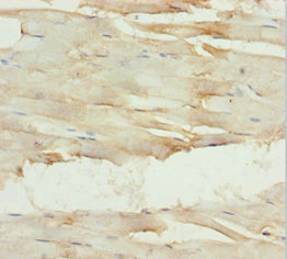 GNA15 Antibody - Immunohistochemistry of paraffin-embedded human skeletal muscle tissue at dilution 1:100
