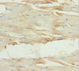 GNA15 Antibody - Immunohistochemistry of paraffin-embedded human skeletal muscle tissue at dilution 1:100