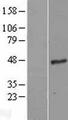 GNA15 Protein - Western validation with an anti-DDK antibody * L: Control HEK293 lysate R: Over-expression lysate