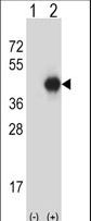 GNAI2 Antibody - Western blot of GNAI2 (arrow) using rabbit polyclonal GNAI2 Antibody. 293 cell lysates (2 ug/lane) either nontransfected (Lane 1) or transiently transfected (Lane 2) with the GNAI2 gene.