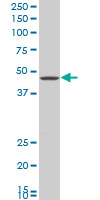 GNAI2 Antibody - GNAI2 monoclonal antibody (M02), clone 3G11. Western Blot analysis of GNAI2 expression in MCF-7.