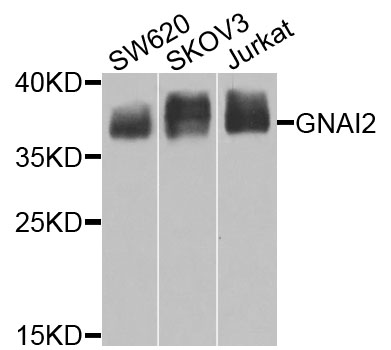 GNAI2 Antibody - Western blot blot of extracts of various cells, using GNAI2 antibody.