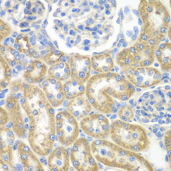 GNAI2 Antibody - Immunohistochemistry of paraffin-embedded rat kidney using GNAI2 antibody at dilution of 1:100 (x40 lens).