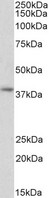 GNAI2 Antibody - GNAI2 antibody (2µg/ml) staining of Human Peripheral Blood Lymphocytes lysate (35µg protein in RIPA buffer). Detected by chemiluminescence.