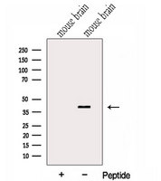 GNAI2 Antibody - Western blot analysis of extracts of mouse brain tissue using GNAI2 antibody. The lane on the left was treated with blocking peptide.