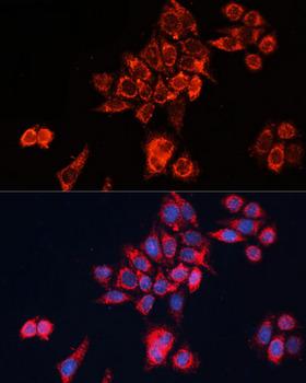 GNAI2 Antibody - Immunofluorescence analysis of HeLa cells using GNAI2 Polyclonal Antibody at dilution of 1:100 (40x lens).Blue: DAPI for nuclear staining.