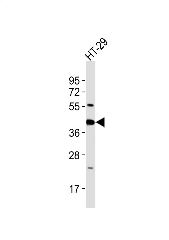 GNAI3 Antibody - Anti-GNAI3 Antibody at 1:2000 dilution + HT-29 whole cell lysates Lysates/proteins at 20 ug per lane. Secondary Goat Anti-Rabbit IgG, (H+L), Peroxidase conjugated at 1/10000 dilution Predicted band size : 41 kDa Blocking/Dilution buffer: 5% NFDM/TBST.