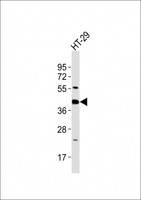 GNAI3 Antibody - Anti-GNAI3 Antibody at 1:2000 dilution + HT-29 whole cell lysates Lysates/proteins at 20 ug per lane. Secondary Goat Anti-Rabbit IgG, (H+L), Peroxidase conjugated at 1/10000 dilution Predicted band size : 41 kDa Blocking/Dilution buffer: 5% NFDM/TBST.
