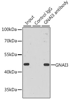 GNAI3 Antibody - Immunoprecipitation analysis of 200ug extracts of MCF-7 cells, using 3 ug GNAI3 antibody. Western blot was performed from the immunoprecipitate using GNAI3 antibody at a dilition of 1:1000.