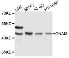 GNAI3 Antibody - Western blot analysis of extracts of various cell lines, using GNAI3 antibody at 1:1000 dilution. The secondary antibody used was an HRP Goat Anti-Rabbit IgG (H+L) at 1:10000 dilution. Lysates were loaded 25ug per lane and 3% nonfat dry milk in TBST was used for blocking. An ECL Kit was used for detection and the exposure time was 1s.