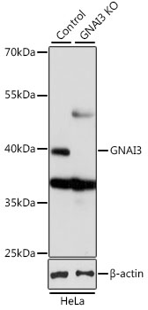 GNAI3 Antibody - Western blot analysis of extracts from normal (control) and GNAI3 knockout (KO) HeLa cells, using GNAI3 antibody at 1:1000 dilution. The secondary antibody used was an HRP Goat Anti-Rabbit IgG (H+L) at 1:10000 dilution. Lysates were loaded 25ug per lane and 3% nonfat dry milk in TBST was used for blocking. An ECL Kit was used for detection and the exposure time was 1s.