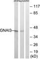 GNAI3 Antibody - Western blot analysis of extracts from HepG2 and 293cells, using GNAI3 antibody.