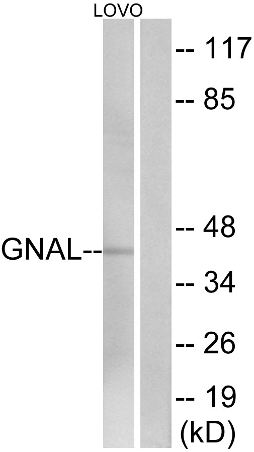 GNAL Antibody - Western blot analysis of lysates from LOVO cells, using GNAL Antibody. The lane on the right is blocked with the synthesized peptide.