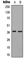 GNAL Antibody - Western blot analysis of GNAL expression in HepG2 (A); K562 (B) whole cell lysates.