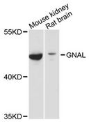 GNAL Antibody - Western blot analysis of extracts of various cell lines, using GNAL antibody at 1:3000 dilution. The secondary antibody used was an HRP Goat Anti-Rabbit IgG (H+L) at 1:10000 dilution. Lysates were loaded 25ug per lane and 3% nonfat dry milk in TBST was used for blocking. An ECL Kit was used for detection and the exposure time was 10s.