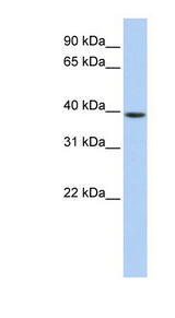GNAO1 Antibody - GNAO1 / GNAO antibody Western blot of 721_B cell lysate. This image was taken for the unconjugated form of this product. Other forms have not been tested.