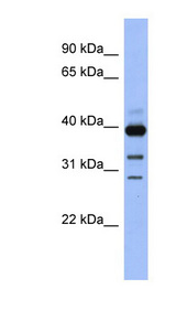 GNAO1 Antibody - GNAO1 / GNAO antibody Western blot of Fetal Brain lysate. This image was taken for the unconjugated form of this product. Other forms have not been tested.