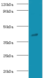 GNAO1 Antibody - Western blot of Guanine nucleotide-binding protein G(o) subunit alpha antibody at 2 ug/ml with rat brain tissue Secondary.  This image was taken for the unconjugated form of this product. Other forms have not been tested.