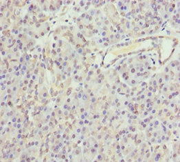 GNAO1 Antibody - Immunohistochemistry of paraffin-embedded human pancreatic tissue at dilution 1:100