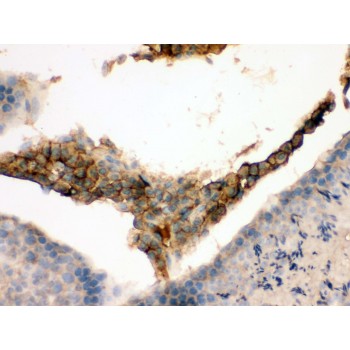 GNAQ Antibody - GNAQ antibody IHC-paraffin. IHC(P): Mouse Testis Tissue.