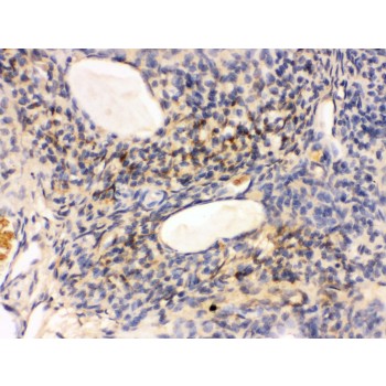 GNAQ Antibody - GNAQ antibody IHC-paraffin. IHC(P): Rat Ovary Tissue.