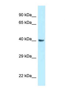GNAQ Antibody - GNAQ antibody Western blot of Rat Brain lysate. Antibody concentration 1 ug/ml.  This image was taken for the unconjugated form of this product. Other forms have not been tested.