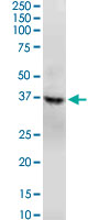GNAQ Antibody - GNAQ monoclonal antibody (M04), clone 3B9. Western Blot analysis of GNAQ expression in PC-12.